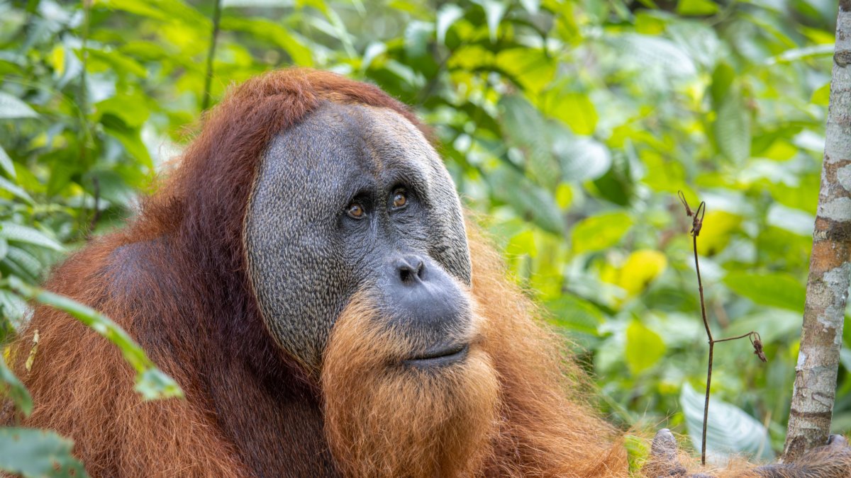 Heavy rains kill 7% of rare orangutans in Indonesia: Study