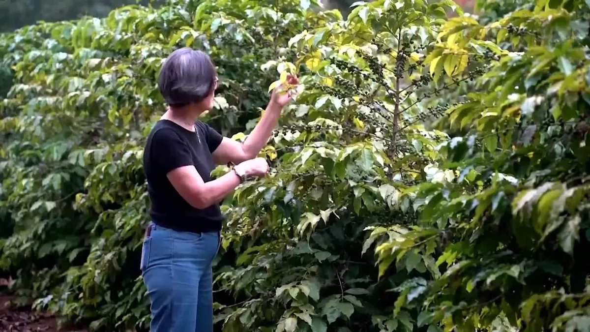 Brazil studies new coffee trees that could resist climate change