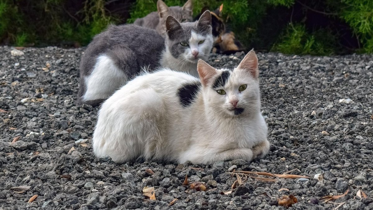 400 chats volés et destinés à être transformés en viande découverts par la police : 80 sont morts, une quarantaine rendus à leurs propriétaires