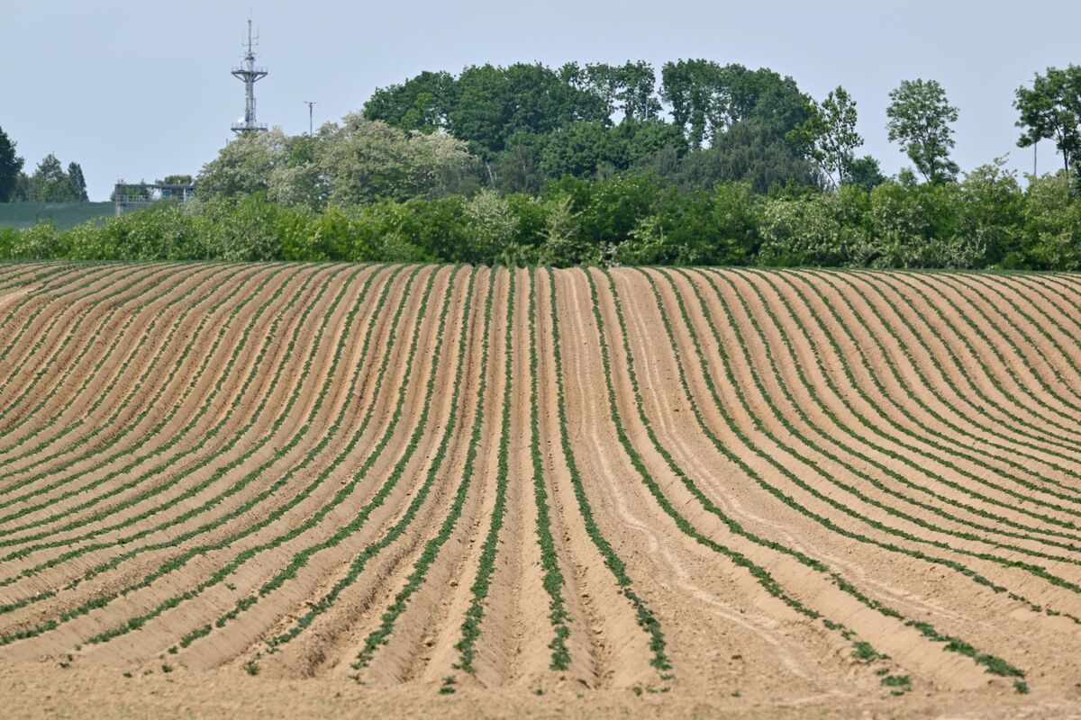 The World’s Food Supply Is Under a Quadruple Attack