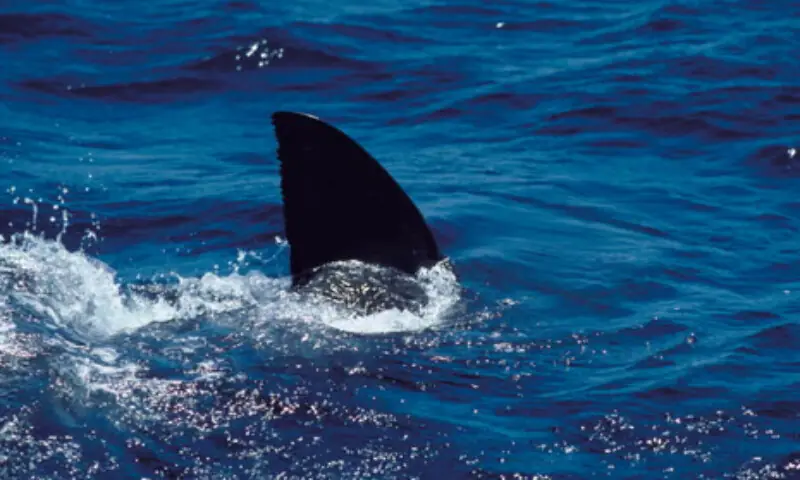Shark attack kills man off Western Australia coast