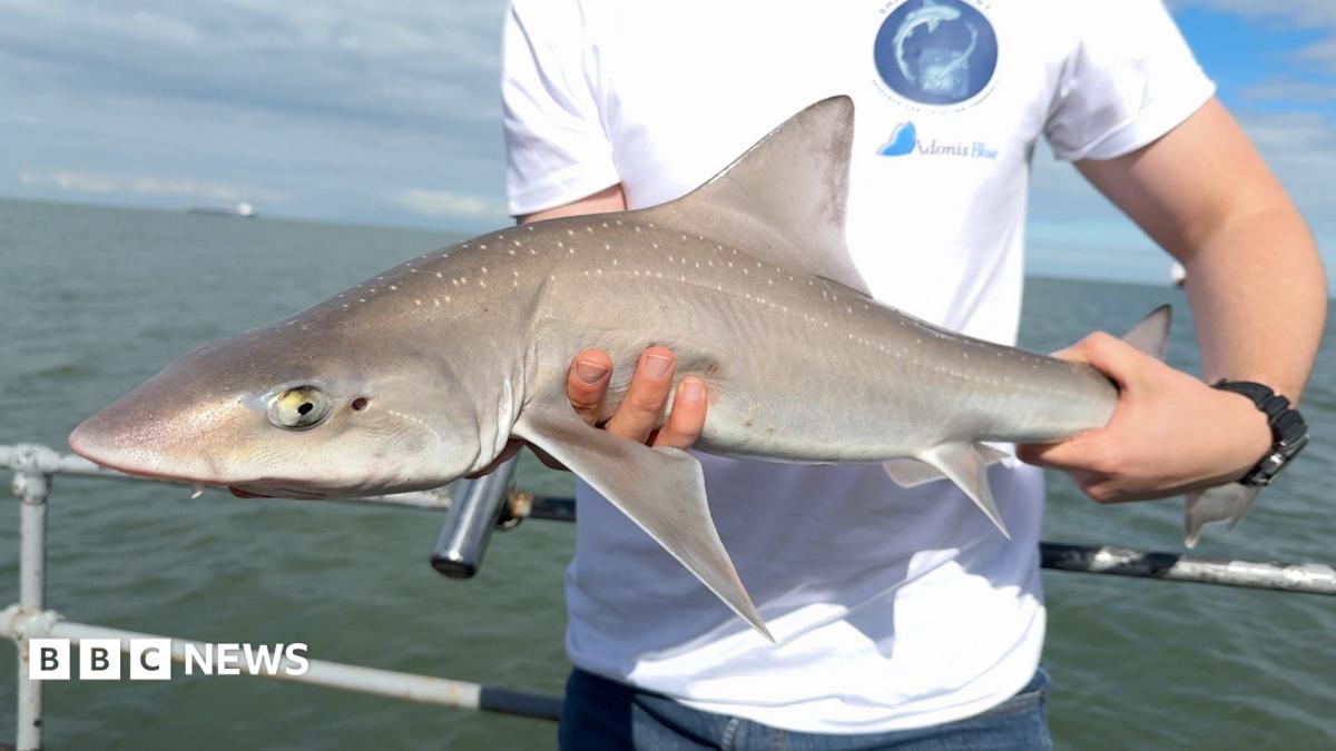 Kent's shark secrets discovered in new project