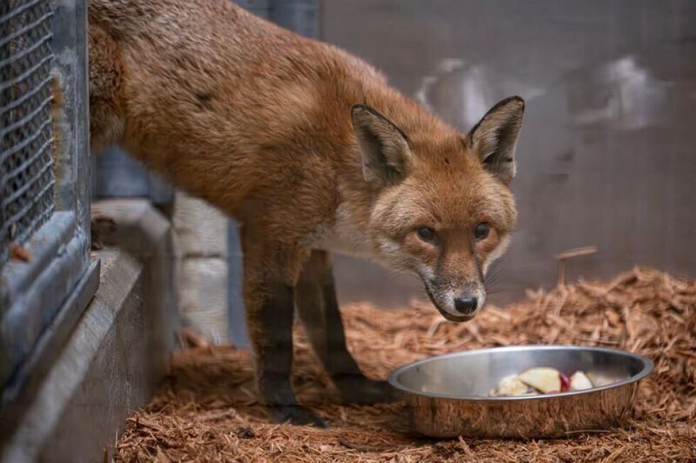 A red fox stows away on a cargo ship, traveling from England to US