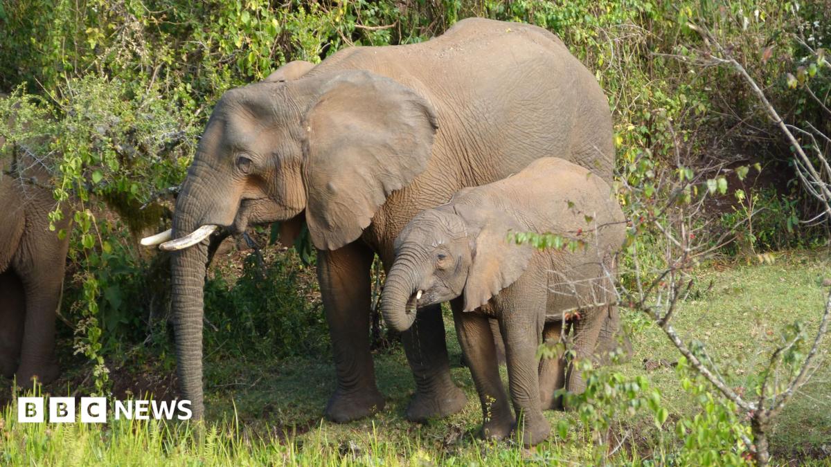 Elephants use medicinal plants to treat themselves, researchers find