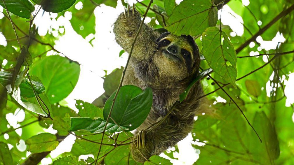 Dozens of sloths died before opening of Sloth World attraction in Florida