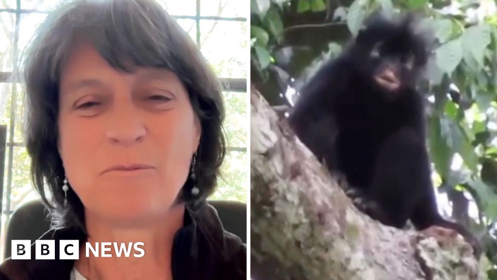 New monkey species a 'fascinating discovery', study lead says