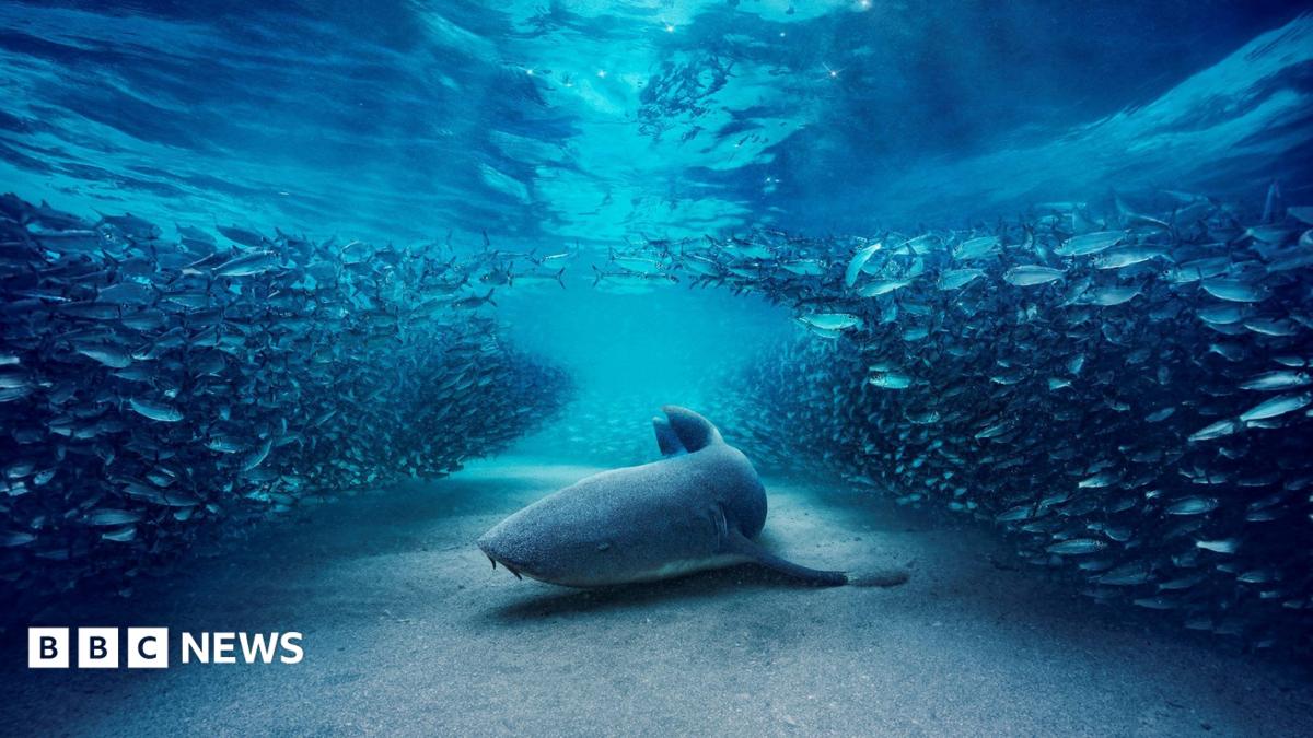 Blue Planet III ventures into darkest depths of ocean