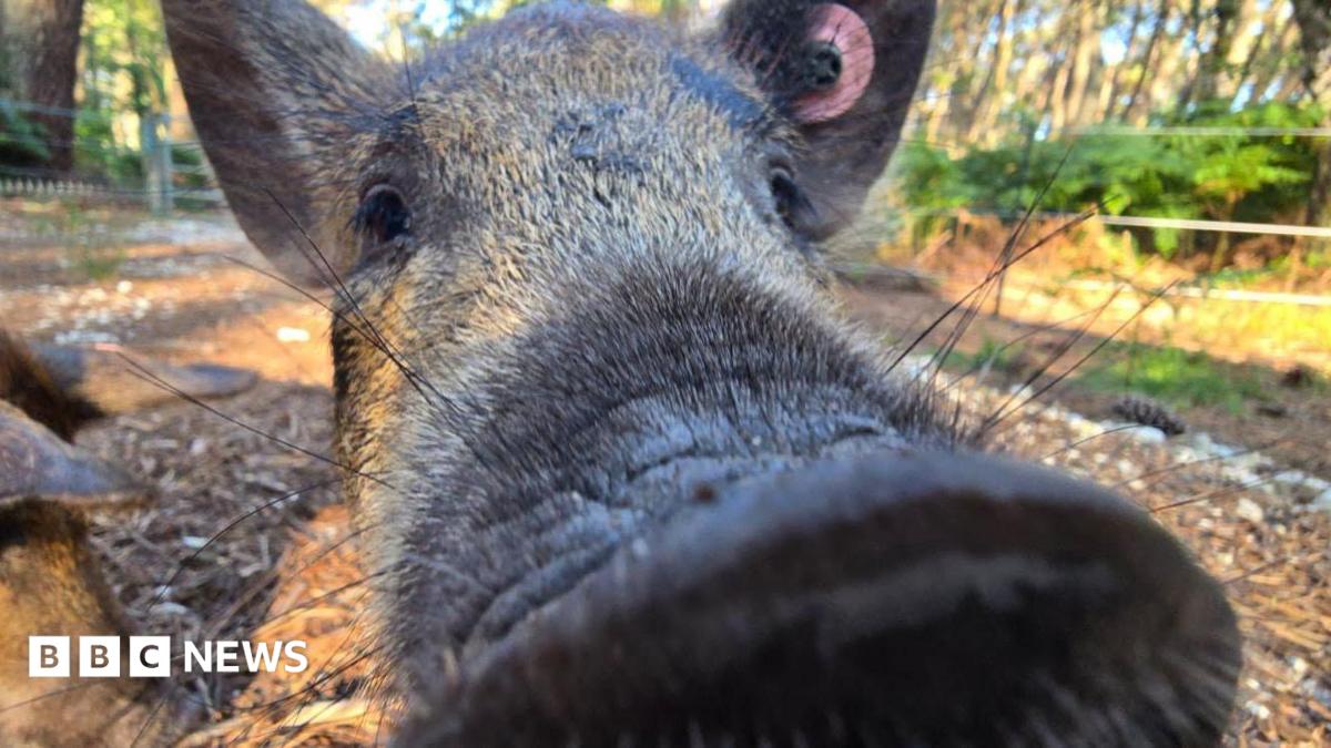 'Cheeky' pigs restore heathland on island reserve