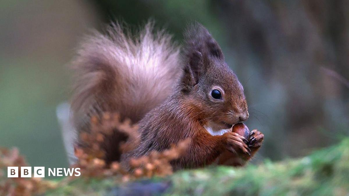 Red squirrel sickness reports under investigation