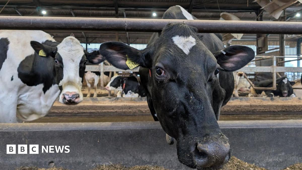 How farmers could fix Wales' polluted rivers and save money