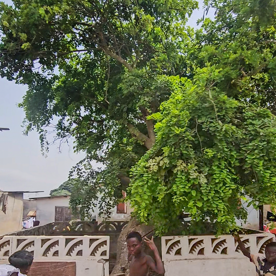 'This tree was planted by my ancestor hundreds of years ago and my family settled here'