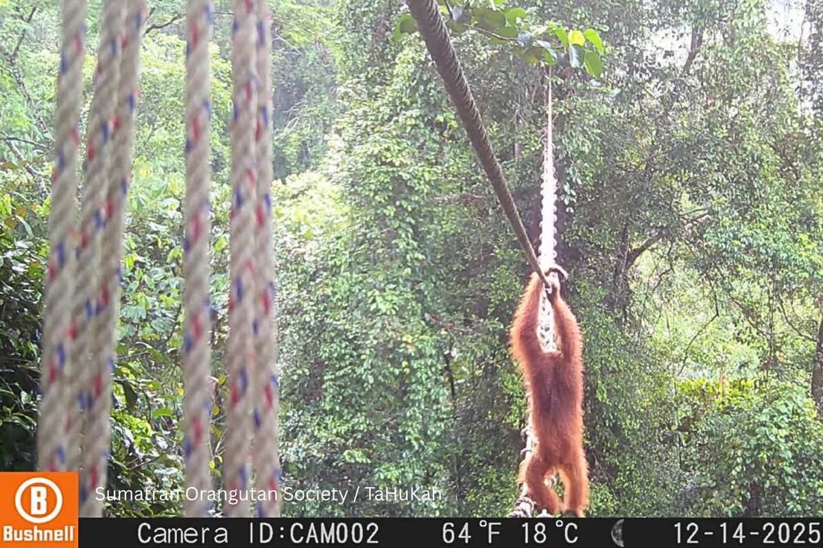"We have watched and waited for this moment." World-first footage shows orangutan using canopy bridge to cross a road in North Sumatra