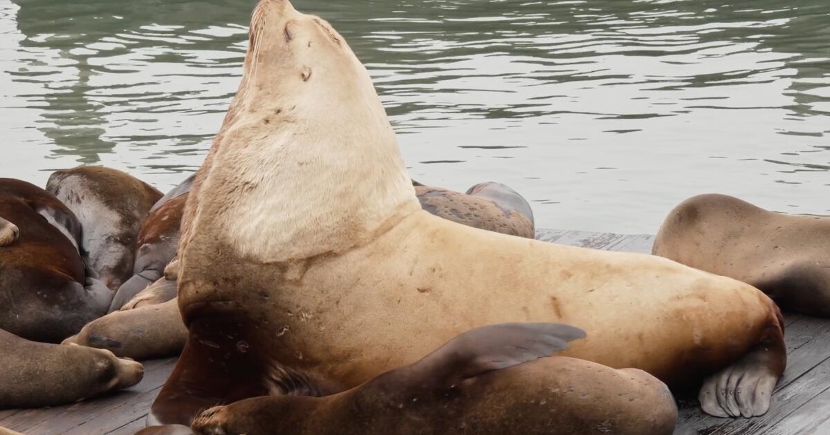 ‘Chonkers,’ the massive sea lion, is drawing crowds at San Francisco pier