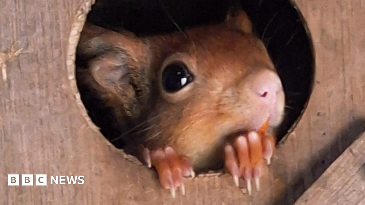 First red squirrel kits born at sanctuary