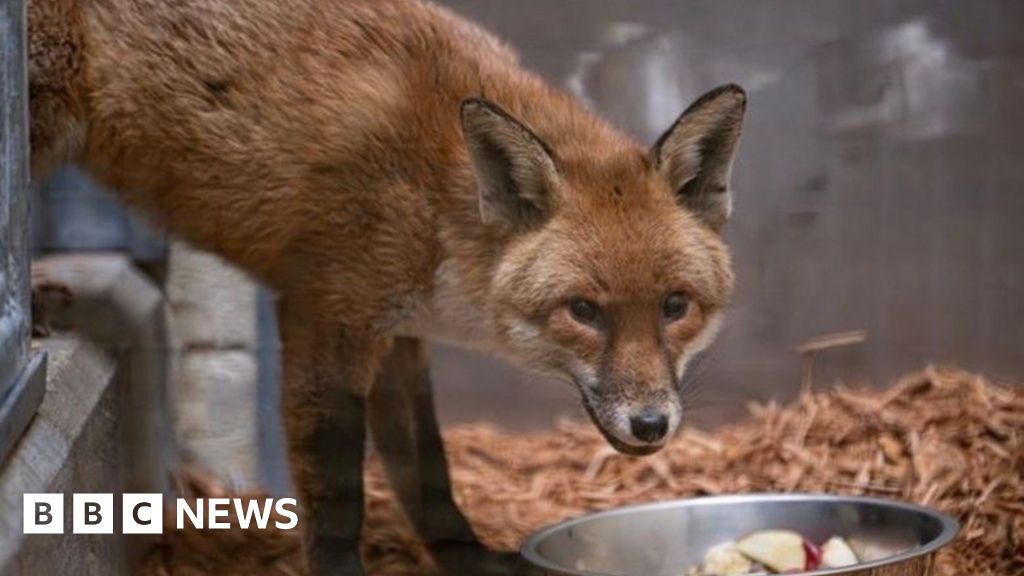 Sly fox sneaks on to cargo ship in Southampton and arrives in New York