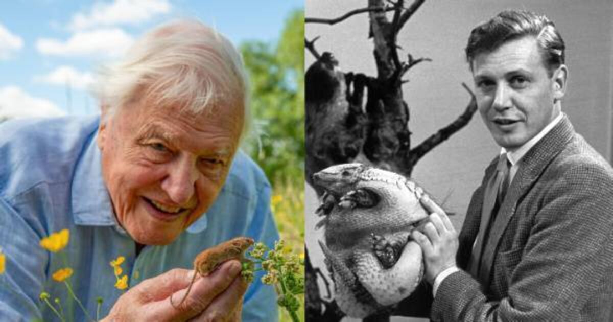Attenborough at 100: Derek Mooney, Dorothy Cross, and other Irish people share their thoughts
