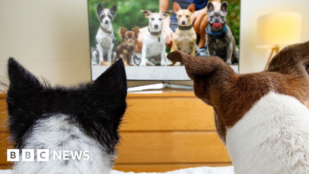 TV for dogs booms but are they watching?