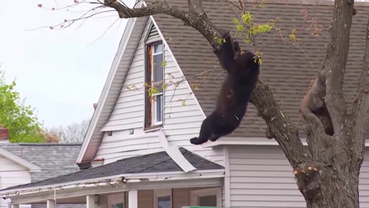 Black bear tranquillized by cops falls from tree to safety in 4-hour standoff