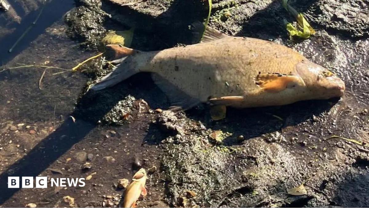 Hundreds of dead fish in river linked to heatwave