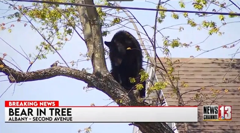 Albany bear rescue: Animal safely captured on Second Ave.