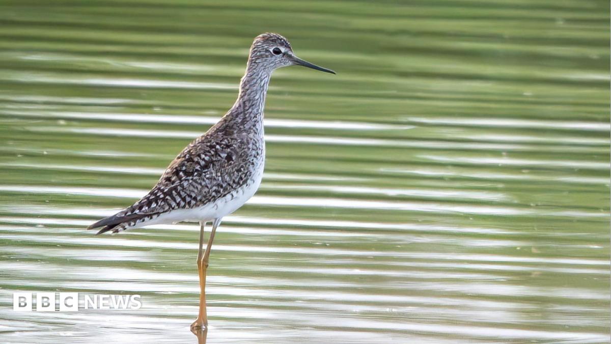 Rare American bird seen in Jersey for first time