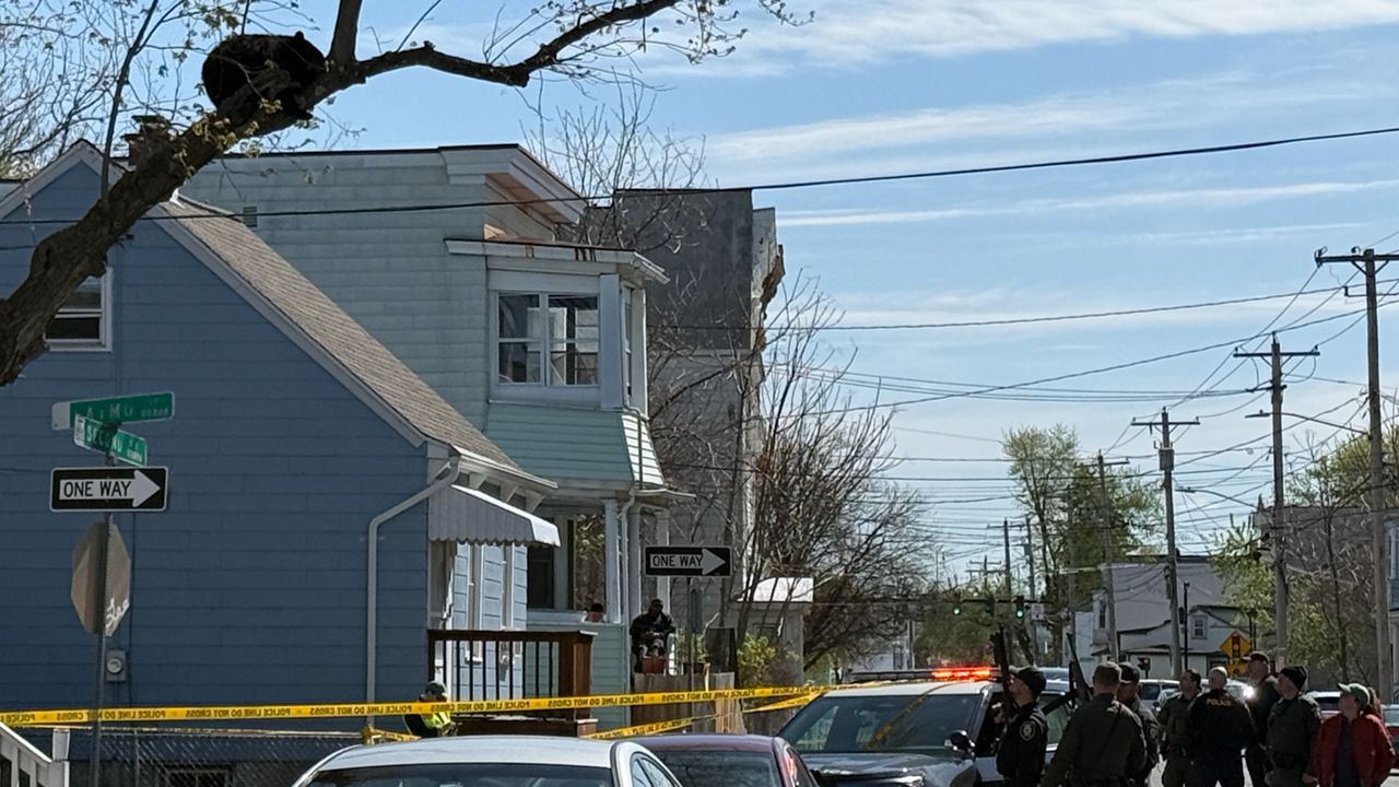 Bear perched in Albany tree tranquilized, captured