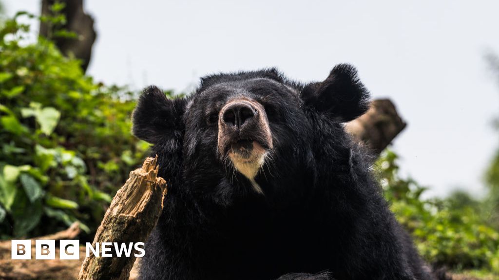 Black bear caught in Japan after days of sightings