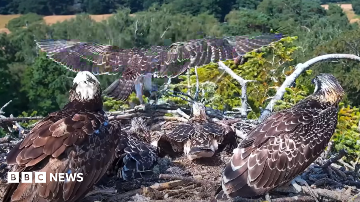 First of four juvenile ospreys takes flight