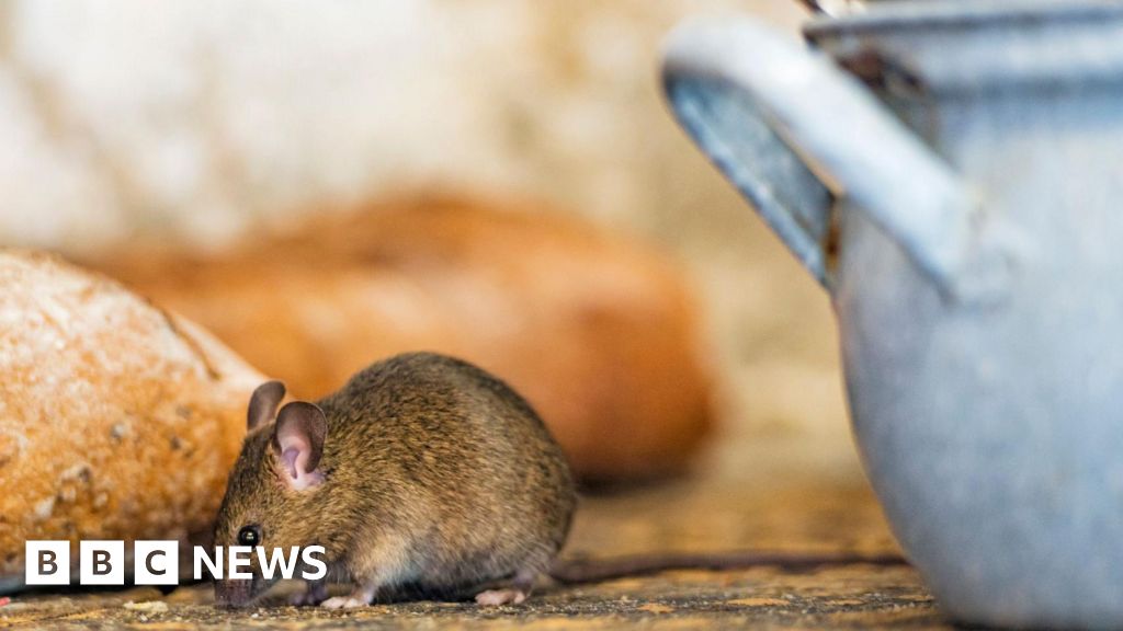 Porridge recalled over mouse contamination fears