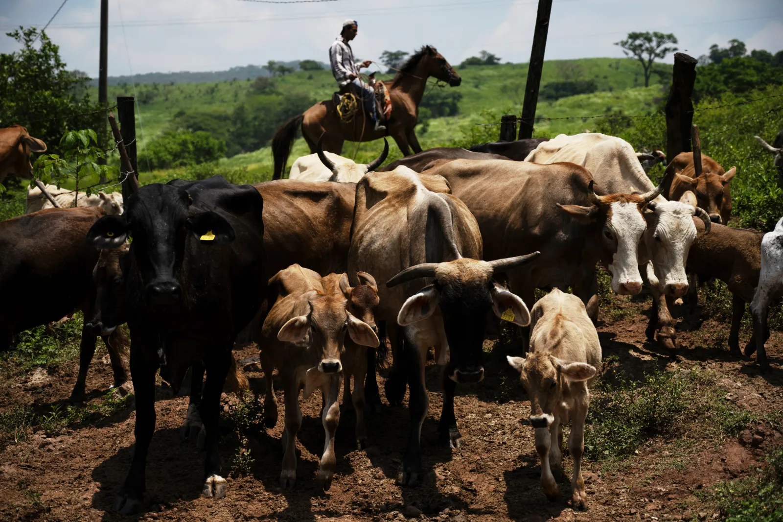Canada temporarily blocking livestock from Texas due to New World screwworm