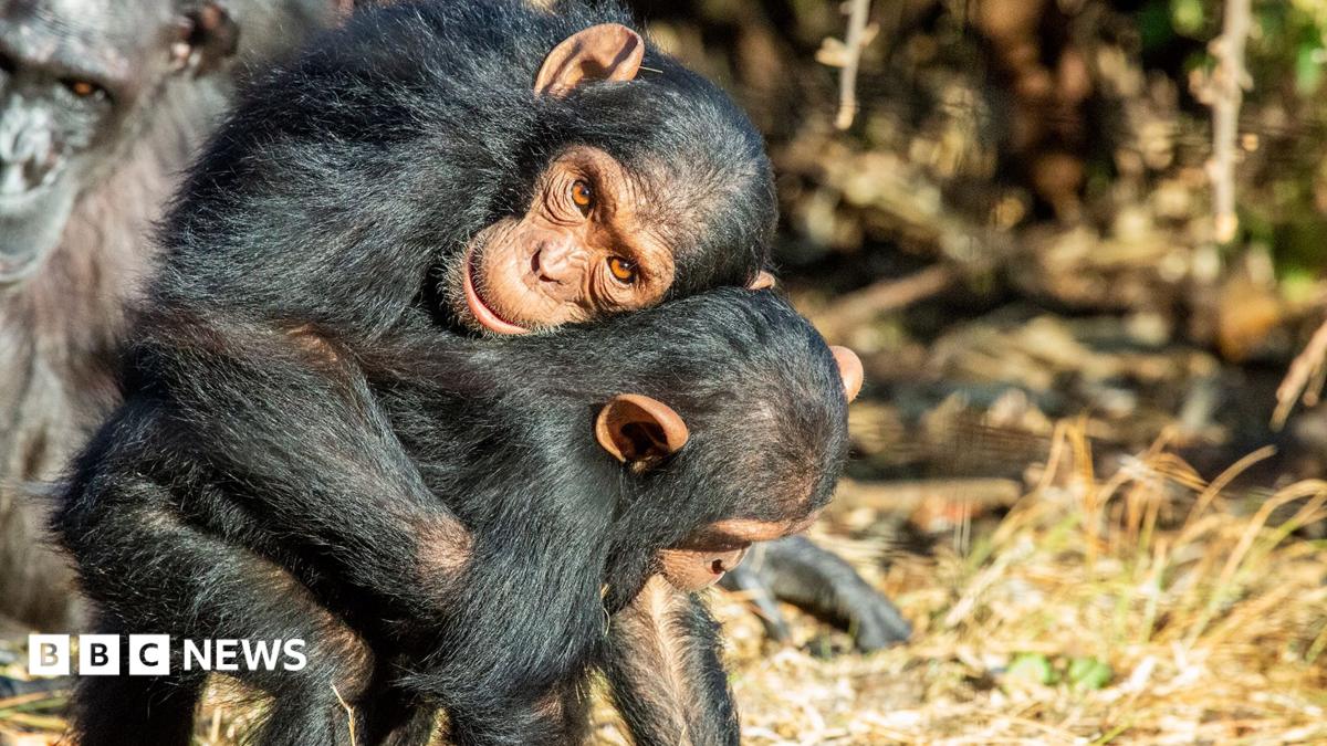 Great Apes kiss and cuddle to keep the peace, says study
