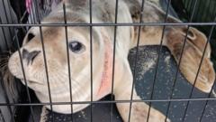 The fight to stop animals dying in fishing nets