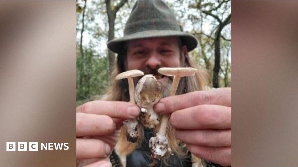 Why are there so many mushrooms around this year?