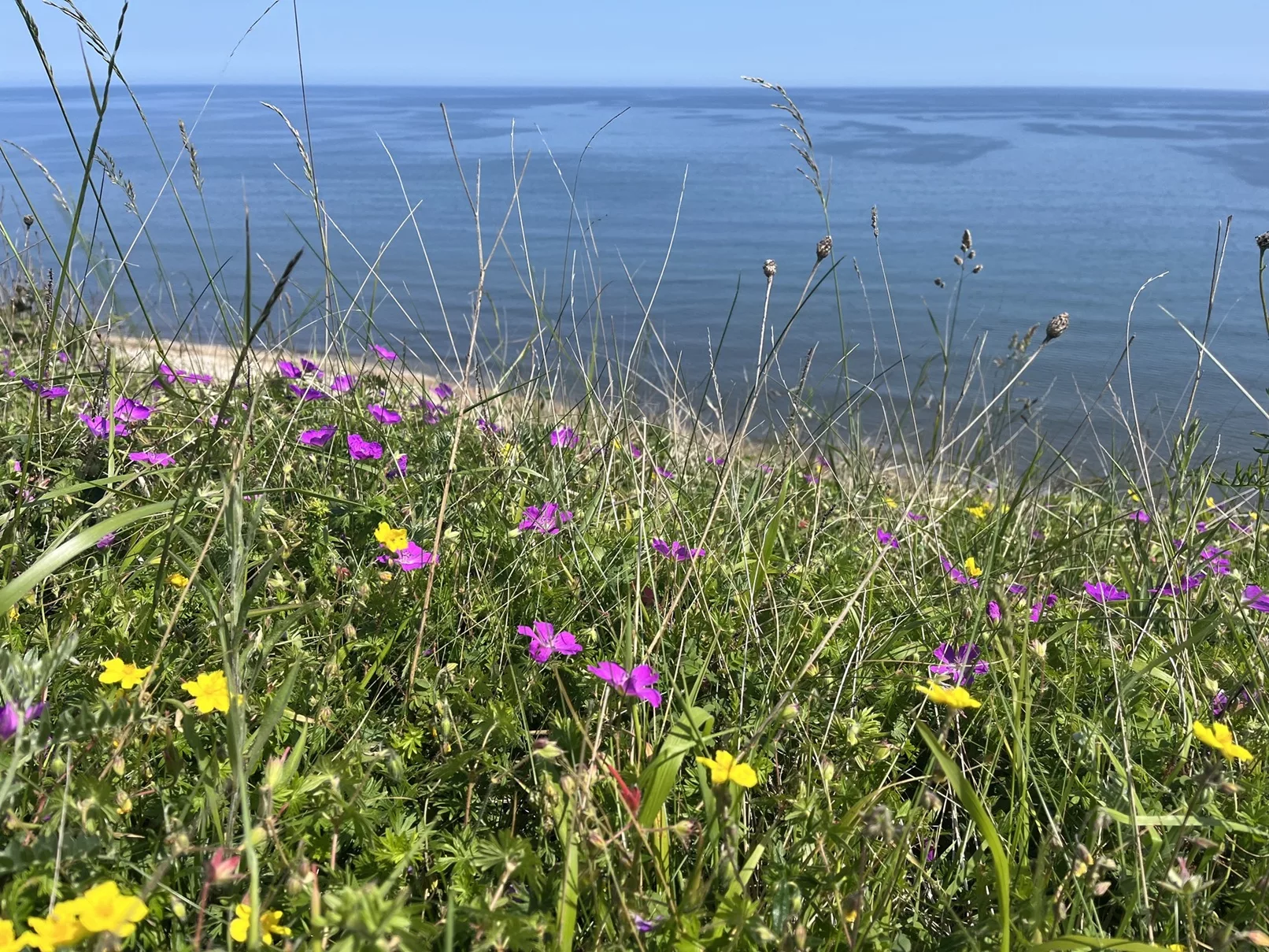 £1 Million Project Restores Rare Coastal Grasslands Along Durham Heritage Coast