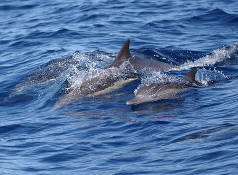 Caught in the net: ending bycatch in UK seas