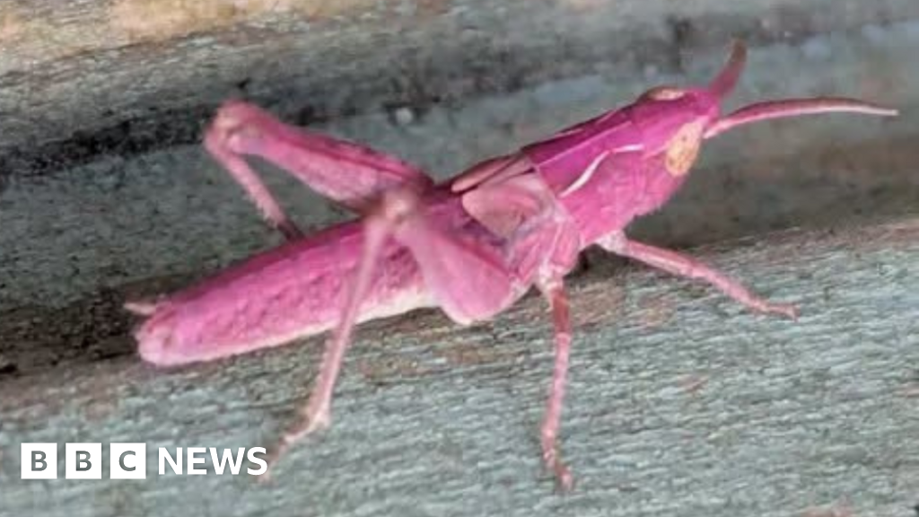 Woman finds rare pink grasshoppers in garden