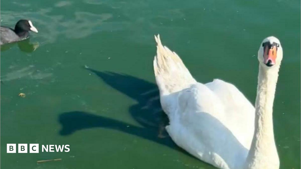 Death of swan family leaves residents 'devastated'