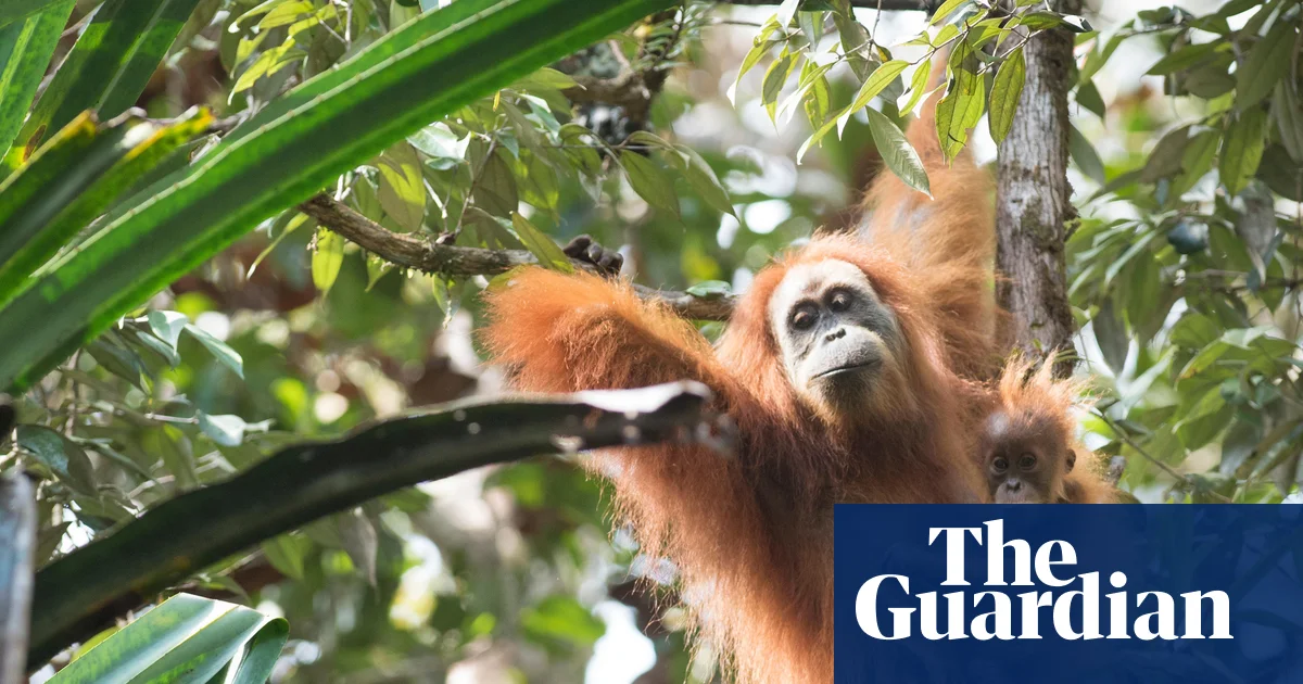Rainfall and landslides last year in Indonesia killed 7% of world’s rarest great apes – study