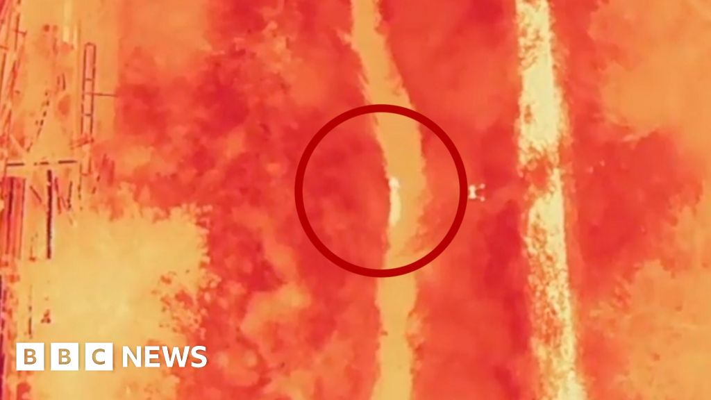 Moment wolf on the run in South Korea is found