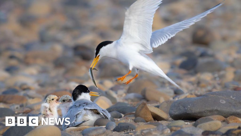 Fears dogs to blame for drop in little tern numbers