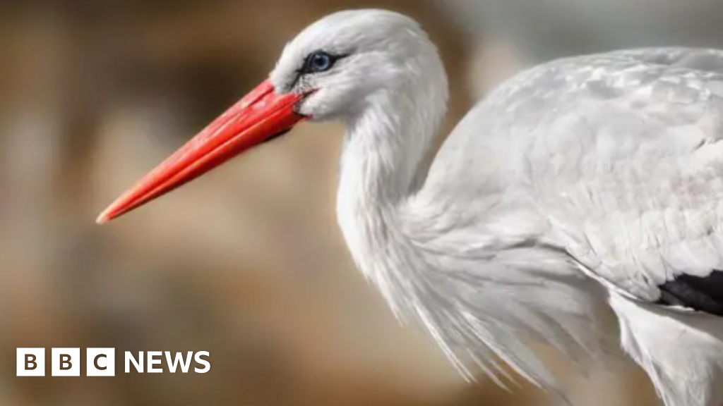 Study looks at reintroduction of storks in Britain
