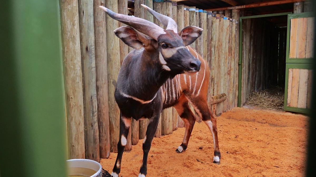 'Historic homecoming' as endangered antelopes flown to Kenya from Czech Republic zoo