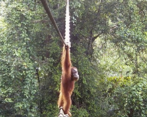 Endangered orangutan crosses man-made bridge, a first for fragmented forest population