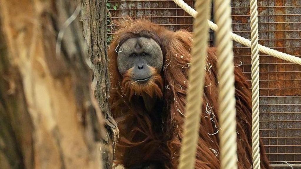 Extreme Rainfall Event Kills 7% of World’s Rarest Orangutan Population in Just Four Days