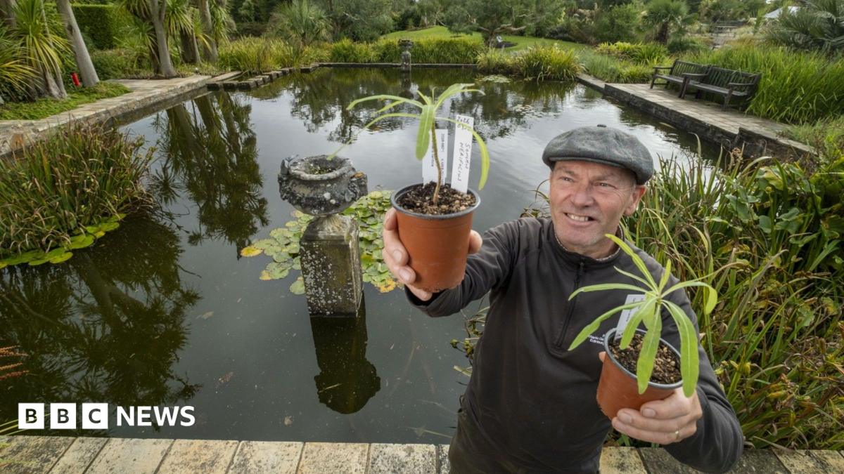 Rare tree offspring given lifeline at Scottish botanic garden