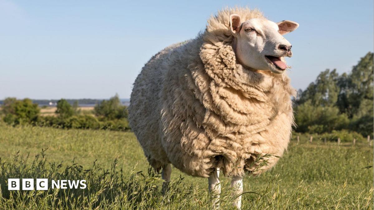 From jumpers to slug pellets - how British wool is back in demand