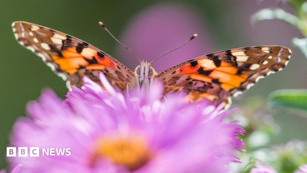 Butterflies thrive in micro-reserve garden