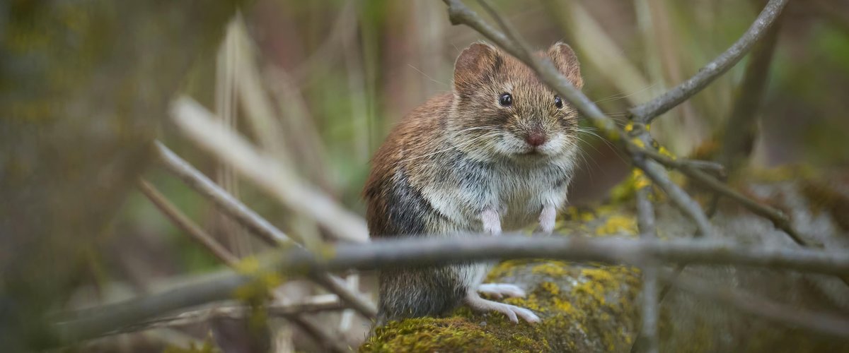 Hantavirus sur un bateau de croisière : Jura, Aveyron, Bas-Rhin… pourquoi des foyers de ce virus ont aussi été détectés en France