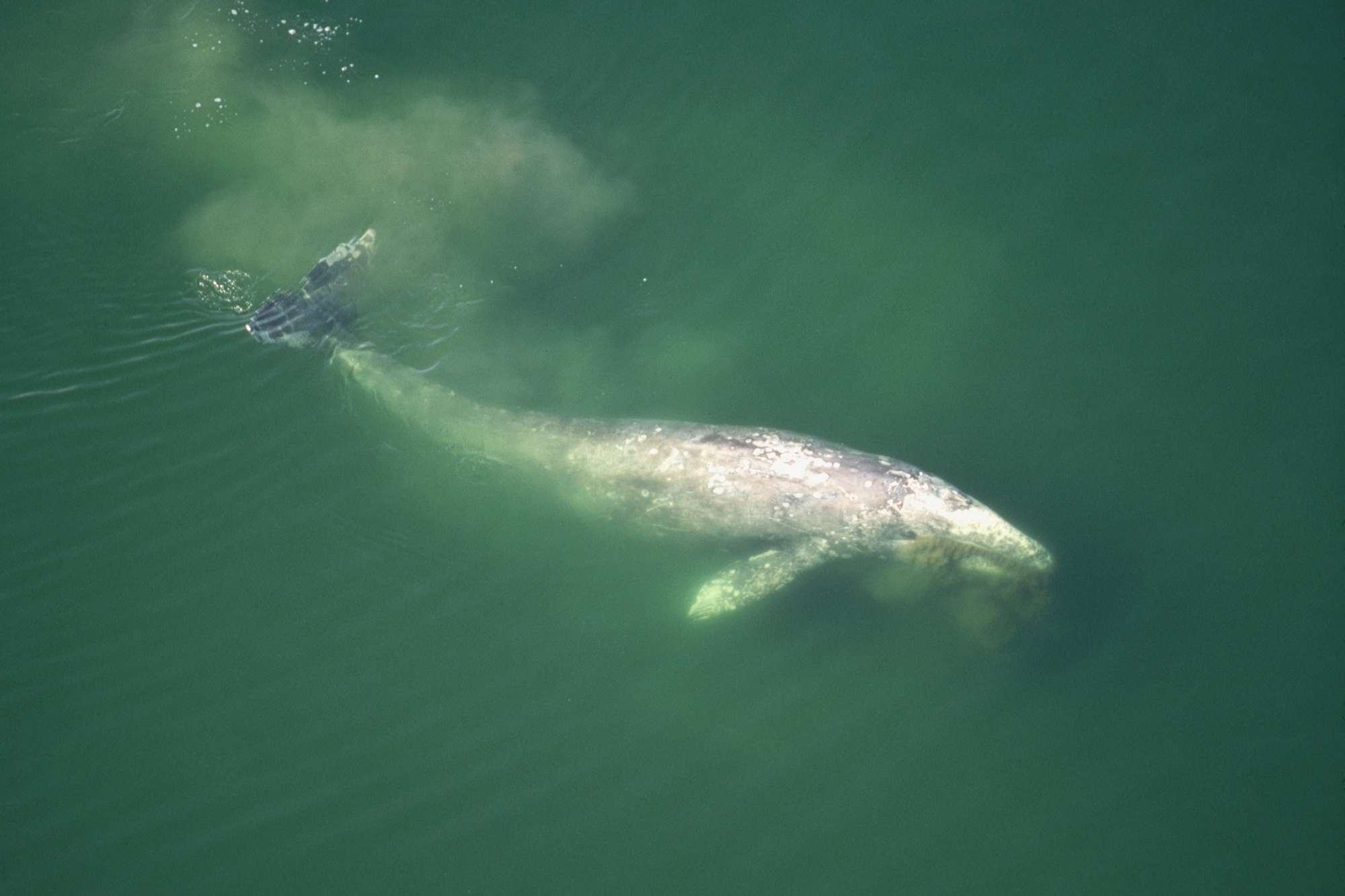 A Surge in Gray Whale Deaths in San Francisco Bay Raises Alarm Among Researchers