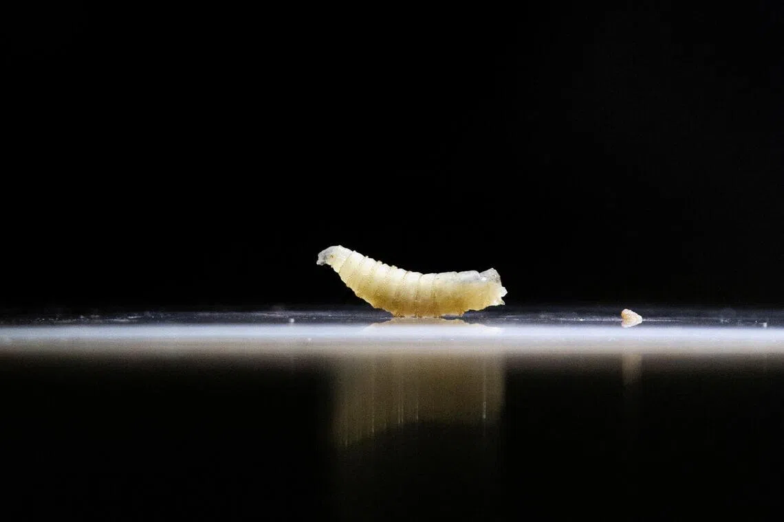 How flesh-eating screwworms in cattle could raise US beef prices